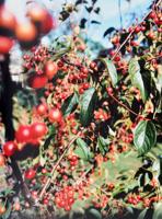 Jack Pierson RED BERRIES C-Print, Signed Edition - Sold for $1,408 on 05-20-2023 (Lot 852).jpg